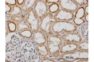 Immunoperoxidase of monoclonal antibody to COX6B1 on formalin-fixed paraffin-embedded human kidney.