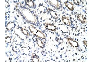 KHDRBS3 antibody was used for immunohistochemistry at a concentration of 4-8 ug/ml to stain Epithelial cells of renal tubule (arrows) in Human Kidney.