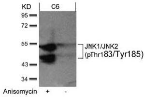 Image no. 2 for anti-Mitogen-Activated Protein Kinase 8 (MAPK8) (pThr183), (pTyr185) antibody (ABIN401562) (JNK antibody  (pThr183, pTyr185))