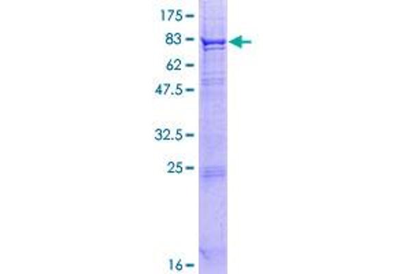 SCARB1 Protein (AA 1-552) (GST tag)