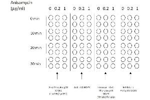 Image no. 6 for Mitogen-Activated Protein Kinase 14 (MAPK14) ELISA Kit (ABIN1981835)