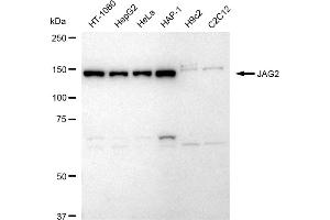anti-Jagged 2 (JAG2) antibody