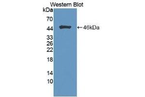 FGF1 antibody  (AA 16-155)