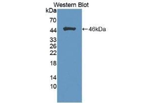 FGF1 antibody  (AA 16-155)