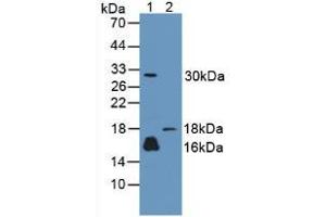 Western blot analysis of (1) Human A431 Cells and (2) Rat Skin Tissue.