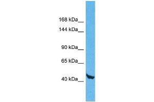 Host: Rabbit Target Name: WDR59 Sample Type: 293T Whole Cell lysates Antibody Dilution: 1. (WDR59 antibody  (N-Term))