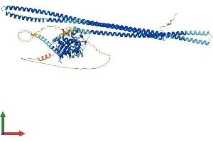 AlphaFold protein structure predicition of Human Recombinant TAOK3 Protein, UniprotID Q9H2K8