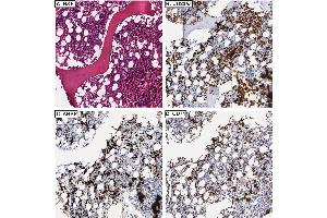 Immunohistochemistry of Rabbit anti-AHSP antibody. (aHSP antibody)