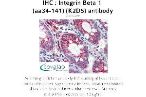 Image no. 2 for anti-Integrin beta 1 (ITGB1) (AA 34-141) antibody (ABIN1723212) (ITGB1 antibody  (AA 34-141))