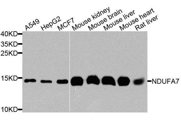 NDUFA7 antibody  (AA 1-113)