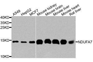 Western blot analysis of extracts of various cell lines, using NDUFA7 antibody.