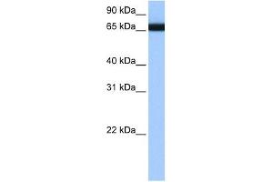 HNRPLL antibody used at 1 ug/ml to detect target protein. (HNRPLL antibody  (N-Term))