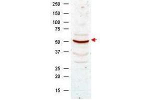 Image no. 1 for anti-Cyclin B1 (CCNB1) antibody (ABIN599627) (Cyclin B1 antibody)
