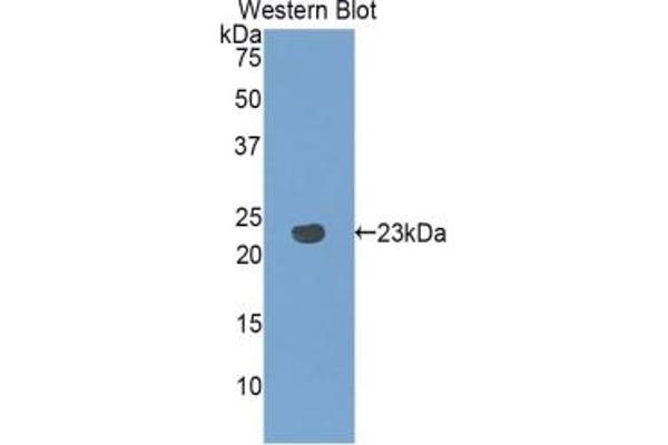 PANX1 antibody  (AA 77-260)