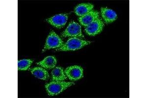 Confocal immunofluorescent analysis of CD38 antibody with HeLa cells followed by Alexa Fluor 488-conjugated goat anti-rabbit lgG (green). (CD38 antibody  (AA 241-270))
