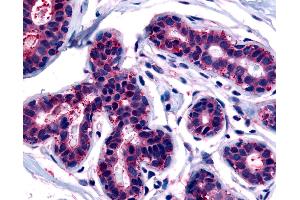 Anti-TRIB3 antibody IHC of human breast. (TRIB3 antibody  (C-Term))