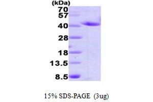 SDS-PAGE (SDS) image for Annexin A2 (ANXA2) (AA 1-339) protein (His tag) (ABIN666939) (Annexin A2 Protein (ANXA2) (AA 1-339) (His tag))