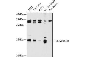 Western blot analysis of extracts of various cell lines, using LC3A/LC3B antibody (ABIN6129923, ABIN6143467, ABIN6143469 and ABIN6221253) at 1:500 dilution. (LC3B antibody  (AA 1-121))