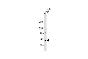 Western Blot at 1:1000 dilution + MOLT-4 whole cell lysate Lysates/proteins at 20 ug per lane. (NEIL3 antibody  (AA 292-320))