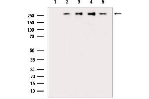Western blot analysis of lysates from various samples, using DNA-PK Mouse Monoclonal Antibody.
