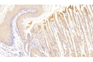 Detection of HRG in Mouse Stomach Tissue using Polyclonal Antibody to Histidine Rich Glycoprotein (HRG) (HRG antibody  (AA 93-328))
