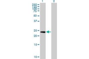 Western Blot analysis of EGFL7 expression in transfected 293T cell line by EGFL7 MaxPab polyclonal antibody. (EGFL7 antibody  (AA 1-273))