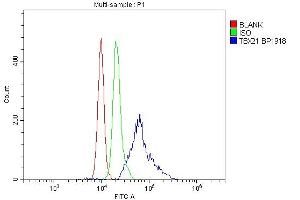 anti-T-Bet (Middle Region) antibody