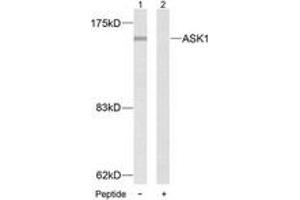 Western blot analysis of extracts from MDA-MB-435 cells, using ASK1 (Ab-83) Antibody. (ASK1 antibody  (AA 49-98))