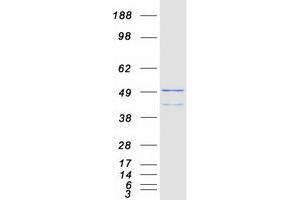 Validation with Western Blot (NR1I2 Protein (Transcript Variant 1) (Myc-DYKDDDDK Tag))
