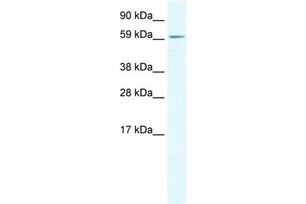 TGFB1I1 antibody  (Middle Region)