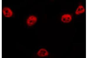 ABIN6266653 staining COS7 by IF/ICC. (NUB1 antibody)