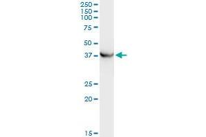 PRKCABP monoclonal antibody (M01), clone 3G5. (PICK1 antibody  (AA 266-375))