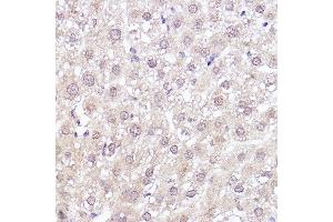 Immunohistochemistry of paraffin-embedded rat liver using MEK1 Rabbit mAb (ABIN7268633) at dilution of 1:100 (40x lens). (MEK1 antibody)