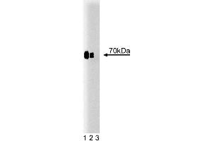 Western blot analysis of Cox-2 on lysate from mouse macrophages treated with IFNgamma and LPS. (PTGS2 antibody  (AA 368-604))