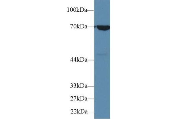HSPA1B antibody  (AA 1-642)