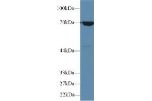 Detection of HSPA1B in Human A549 cell lysate using Polyclonal Antibody to Heat Shock 70 kDa Protein 1B (HSPA1B) (HSPA1B antibody  (AA 1-642))