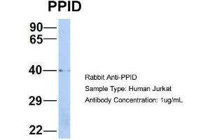 Host: Rabbit  Target Name: PPID  Sample Tissue: Human Jurkat  Antibody Dilution: 1.