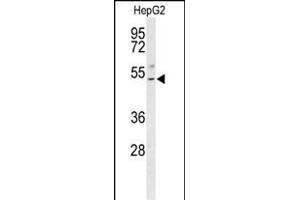 Western blot analysis of BLZF1 Antibody (Center) (ABIN653552 and ABIN2842935) in HepG2 cell line lysates (35 μg/lane). (BLZF1 antibody  (AA 156-184))