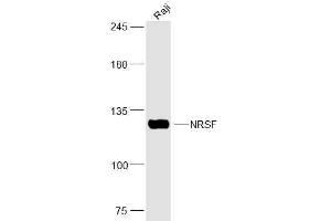 Raji lysates probed with NRSF Polyclonal Antibody, Unconjugated  at 1:300 dilution and 4˚C overnight incubation.