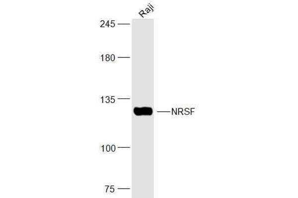 REST antibody  (AA 401-450)