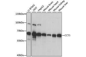 Western blot analysis of extracts of various cell lines, using CCT3 antibody. (CCT3 antibody  (AA 1-300))