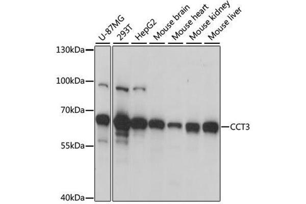CCT3 Antikörper  (AA 1-300)