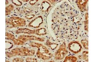 Immunohistochemistry of paraffin-embedded human kidney tissue using ABIN7175855 at dilution of 1:100
