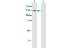 Western Blot analysis of USP19 expression in transfected 293T cell line by USP19 MaxPab polyclonal antibody. (USP19 antibody  (AA 1-1318))