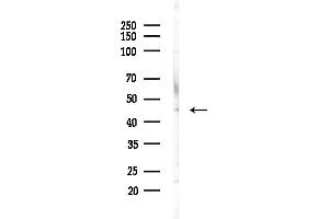 anti-Fucosyltransferase 3 (Galactoside 3(4)-L-Fucosyltransferase, Lewis Blood Group) (FUT3) (Internal Region) antibody