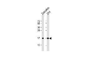 All lanes : Anti-(DANRE) ndufaf3 Antibody (N-term) at 1:8000 dilution Lane 1: Zebrafish lysate Lane 2: ZF4 whole cell lysate Lysates/proteins at 20 μg per lane. (NDUFAF3 antibody  (N-Term))