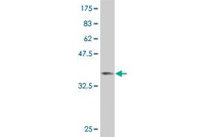 Western Blot detection against Immunogen (36. (SMAD6 antibody  (AA 285-384))