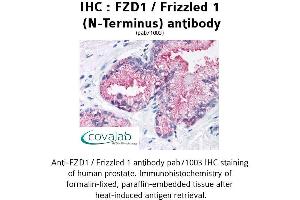 Image no. 1 for anti-Frizzled Family Receptor 1 (Fzd1) (Extracellular Domain), (N-Term) antibody (ABIN1734495) (FZD1 antibody  (Extracellular Domain, N-Term))