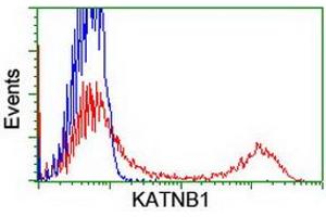 HEK293T cells transfected with either RC201852 overexpress plasmid (Red) or empty vector control plasmid (Blue) were immunostained by anti-KATNB1 antibody (ABIN2455175), and then analyzed by flow cytometry.