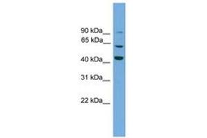 Taxilin gamma (TXLNG) (AA 51-100) antibody